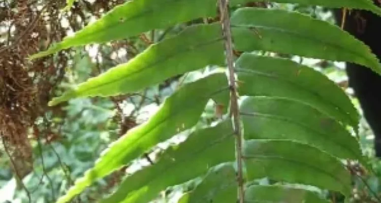 tumbuhan paku obat alami