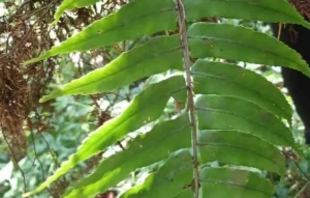 tumbuhan paku obat alami