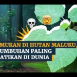 tumbuhan paling berbahaya dunia