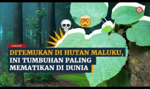 tumbuhan paling berbahaya dunia