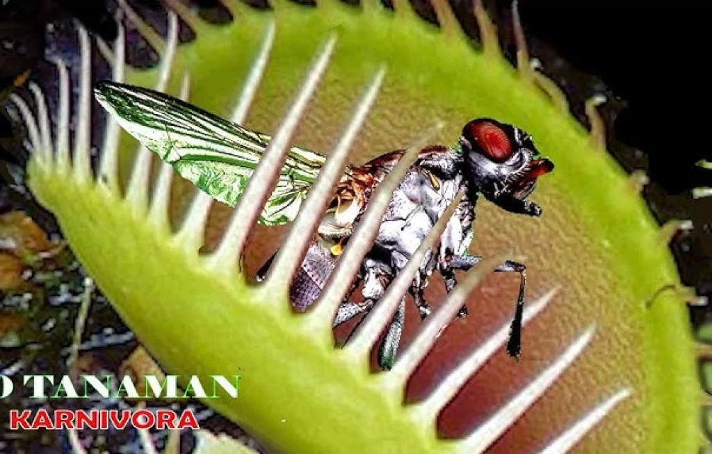 tumbuhan pemakan daging tumbuhan pemakan daging