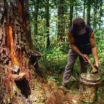 Manfaat Getah Pohon Pinus