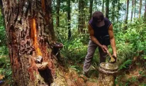 Manfaat Getah Pohon Pinus Manfaat Getah Pohon Pinus