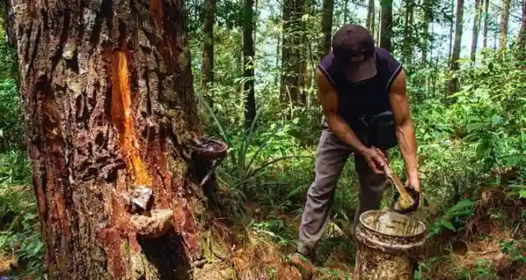 Manfaat Getah Pohon Pinus