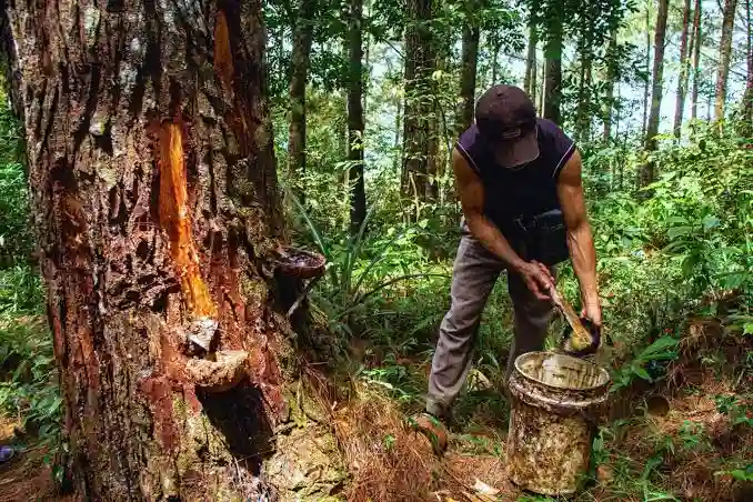 Manfaat Getah Pohon Pinus